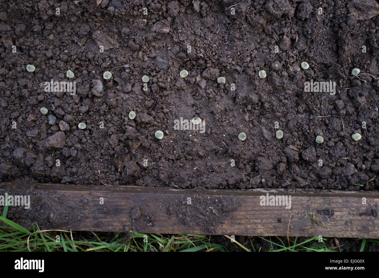 Erbsen gesät vor wird mit Erde bedeckt Stockfoto