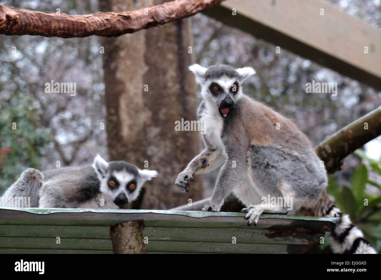 London, UK. 26. März 2015. Die Lemuren im ZSL haben ein neues Zuhause, wo Besucher durch "Mit den Lemuren" gehen können, Credit: Rachel Megawhat/Alamy Live News Stockfoto