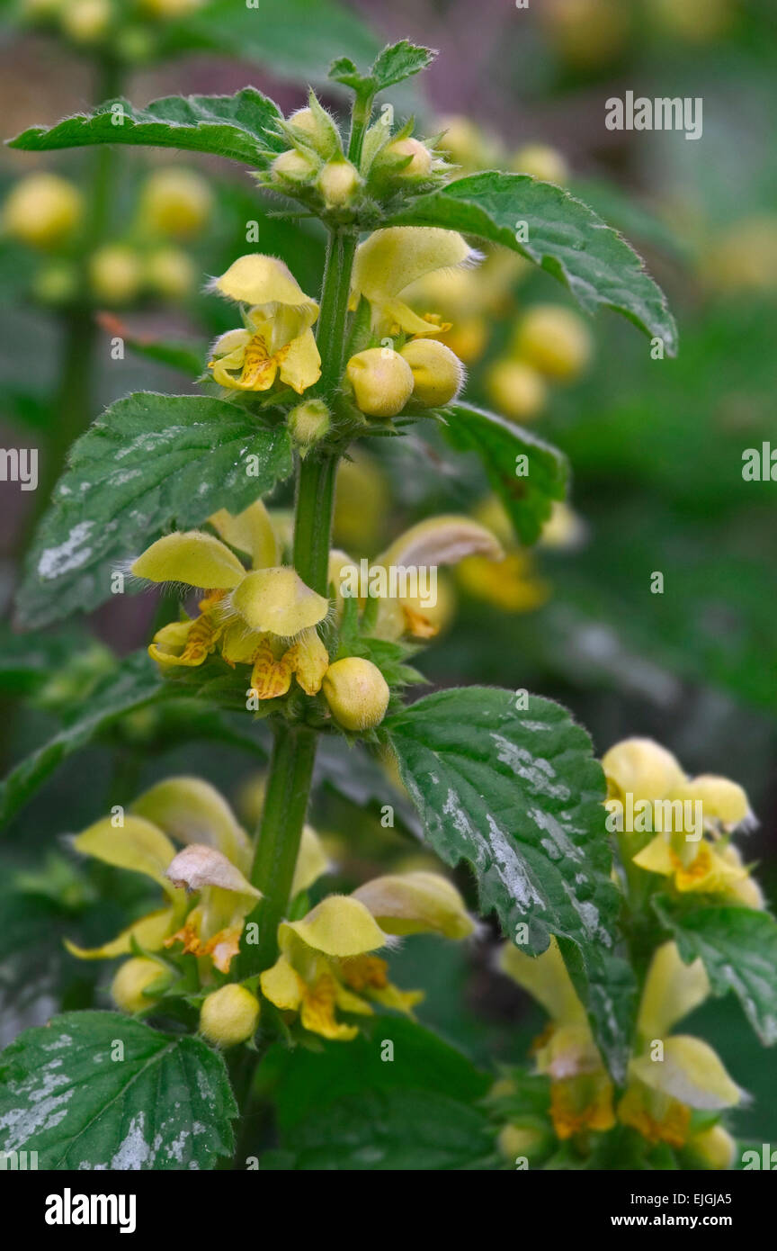 Gelbe Erzengel / Artillerie Werk / Aluminium Werk (Lamiastrum Galeobdolon / Lamium Galeobdolon / Galeobdolon Luteum) Blume Stockfoto