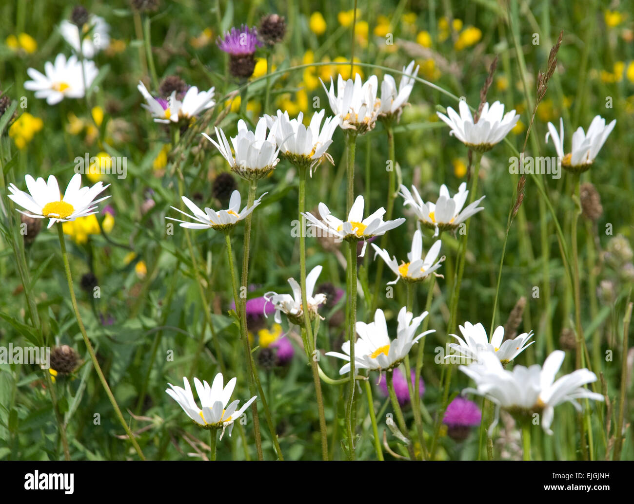 Ochsenblumen in natürlichen Wildblumen Lebensraum Stockfoto