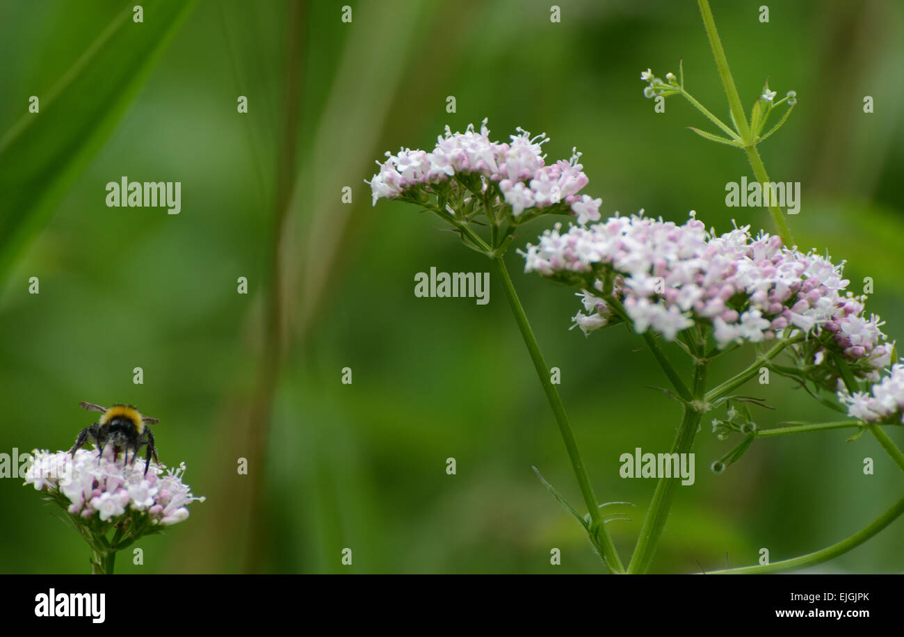 Hummel auf wildem Blütenkopf und grünem Laub Hintergrund Stockfoto
