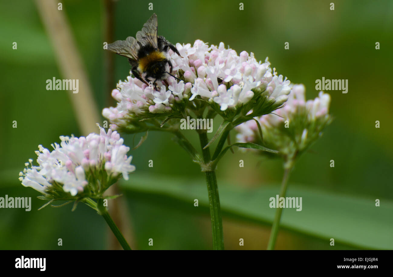 Nahaufnahme von Hummel auf wildem Blütenkopf und mit unscharf grünem Hintergrund Stockfoto