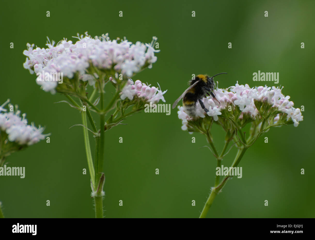 Hummel auf wildem Blütenkopf vor grünem Hintergrund Stockfoto
