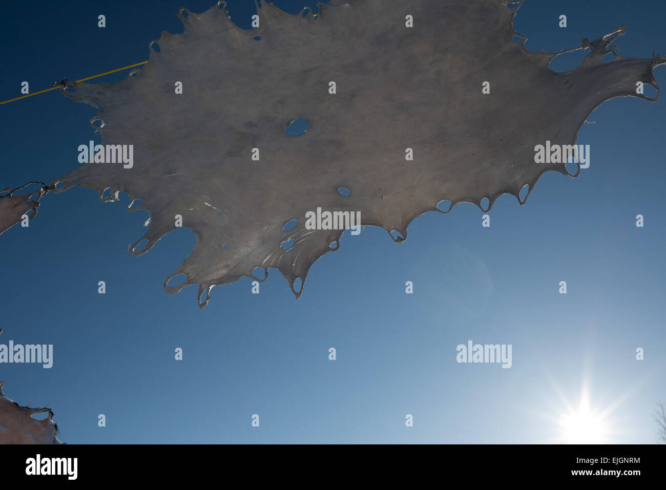 Elch verstecken trocknen Northern James Bay indigenen Cree Land Stockfoto