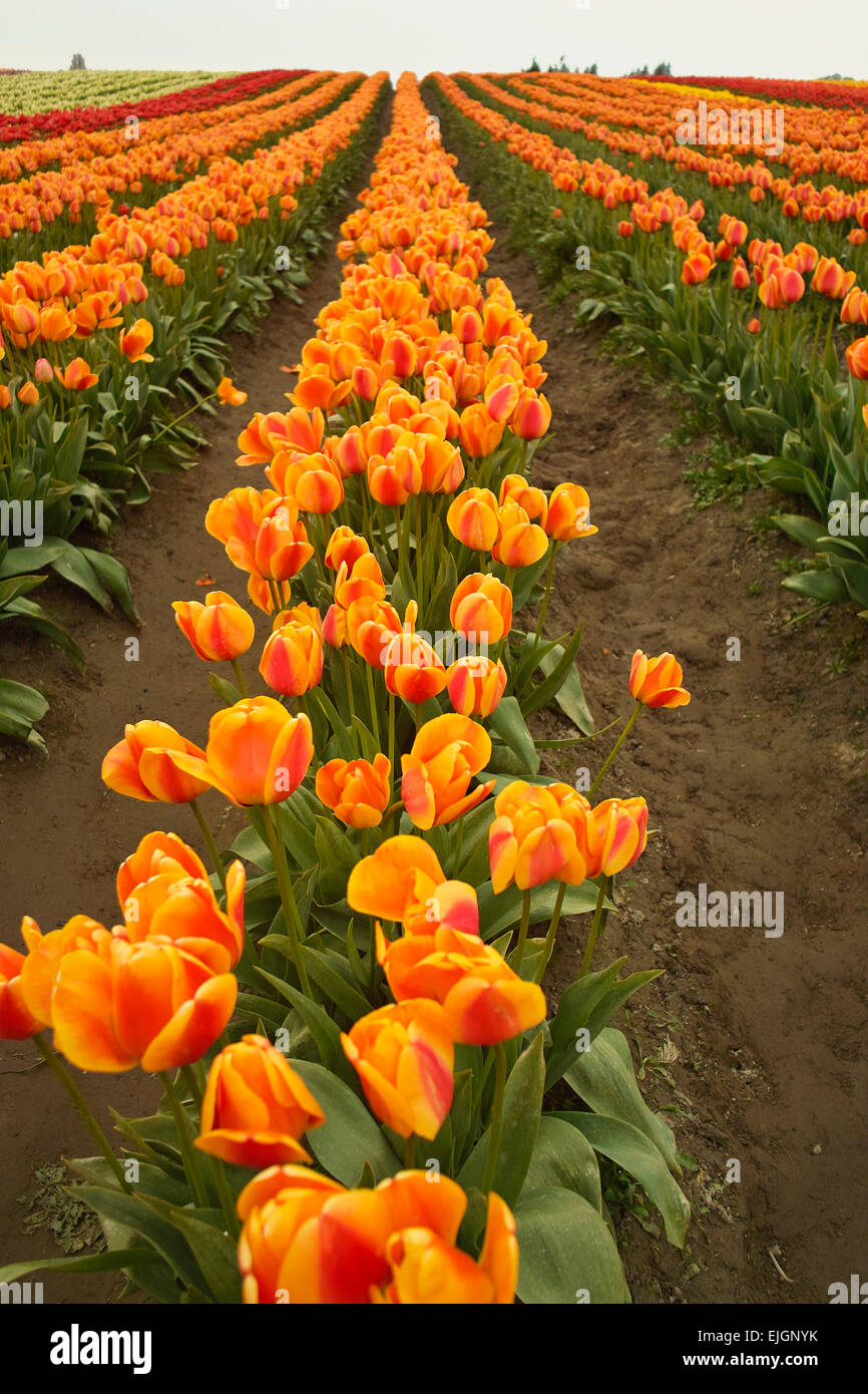 Lange Reihe von Orange Tulpen Stockfoto