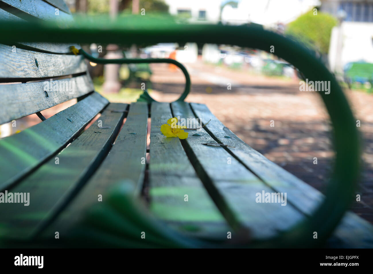 Grüne Bank mit gelben Blume drauf legen. San German, Puerto Rico. US-Territorium. Karibik-Insel. Stockfoto