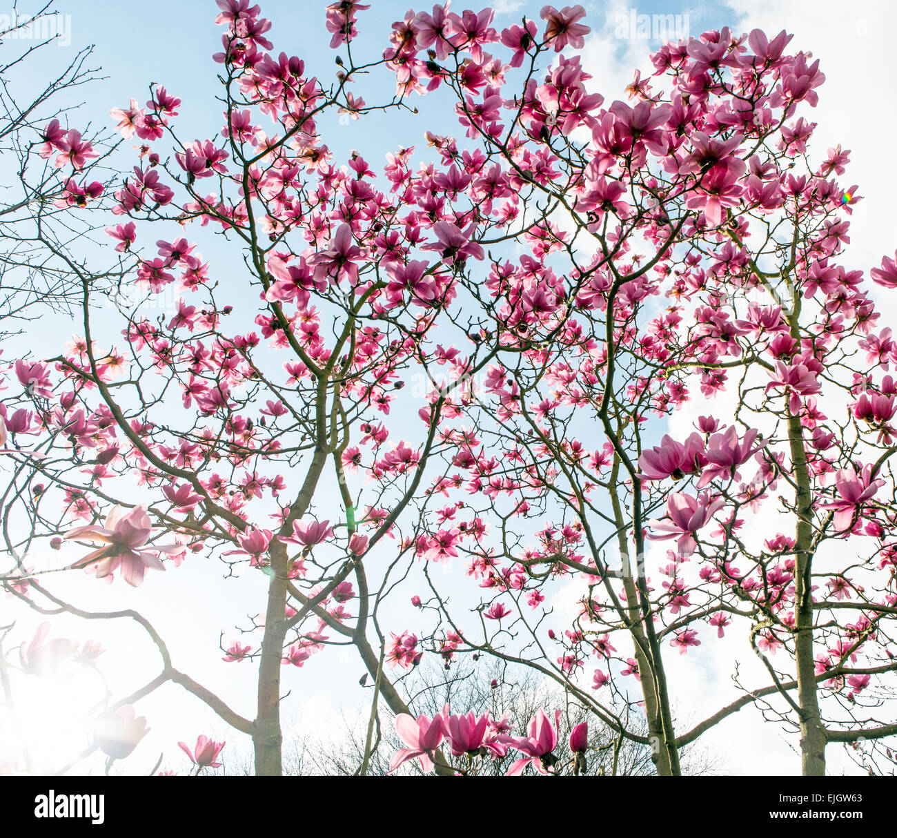 Magnolie im Regents Park London UK Stockfoto