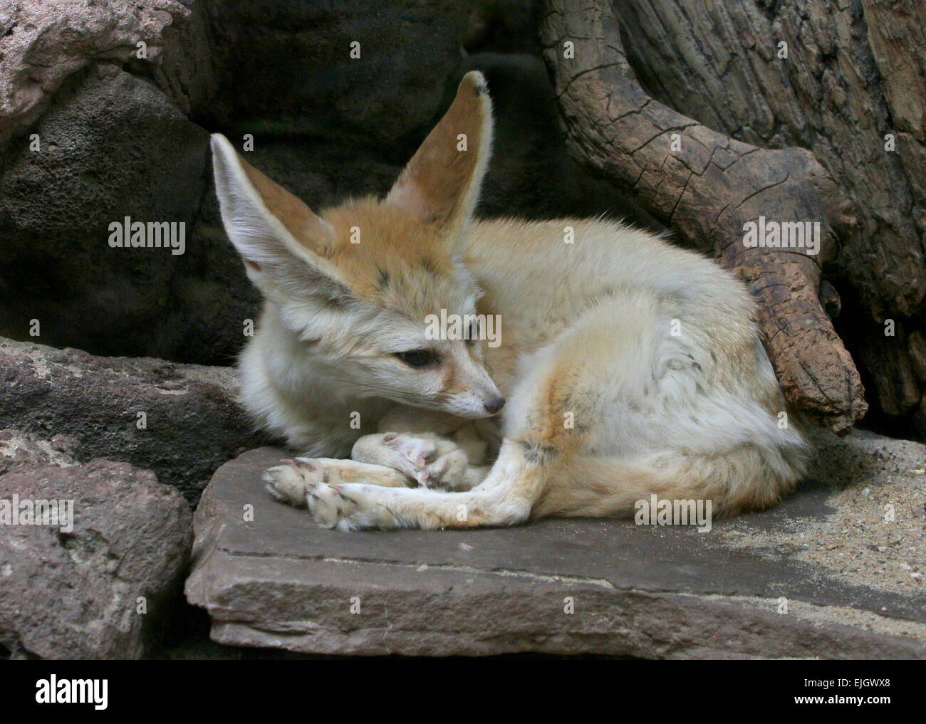 Sahara Fennec Fox (Fennecus Zerda) Stockfoto