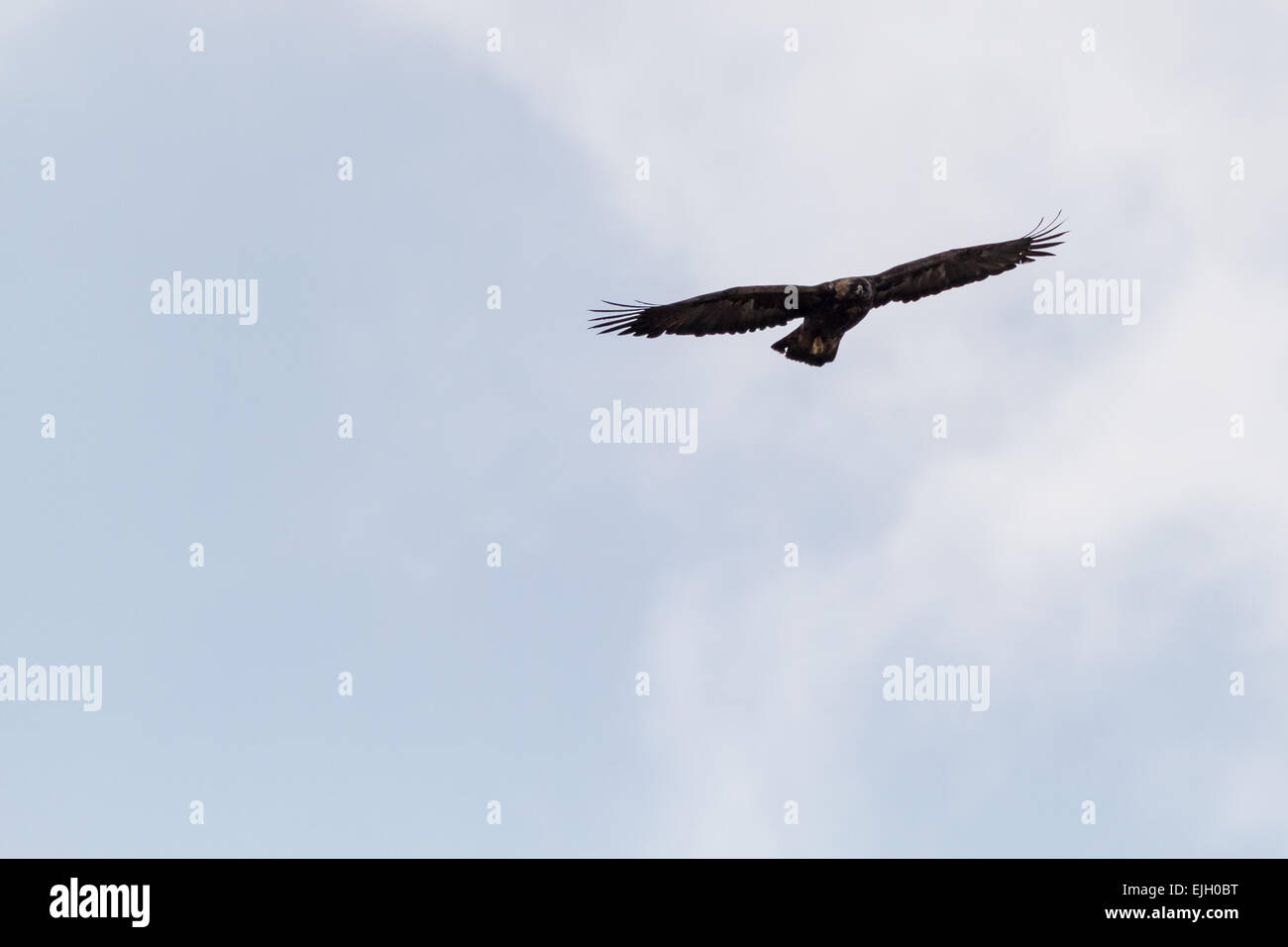 England's nur wilde Steinadler (Aquila Chrysaetos) (Stand März 2015), Lake District, Großbritannien Stockfoto
