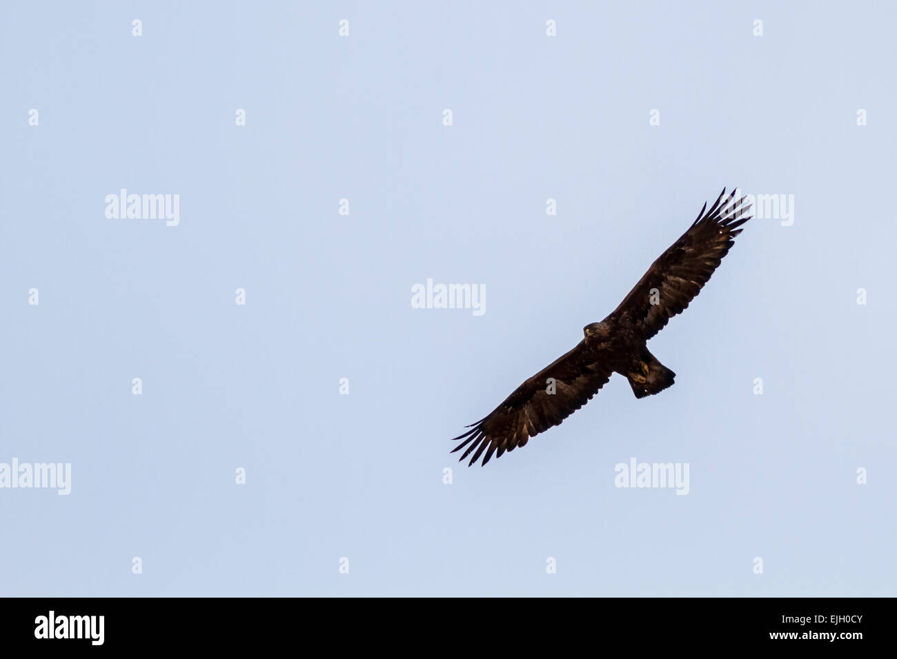 England's nur wilde Steinadler (Aquila Chrysaetos) (Stand März 2015), Lake District, Großbritannien Stockfoto