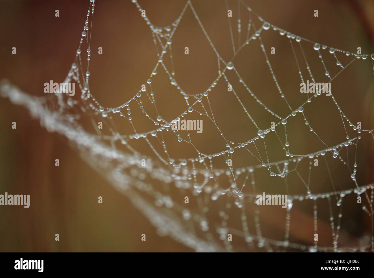 Spinnennetz mit Tautropfen Stockfoto