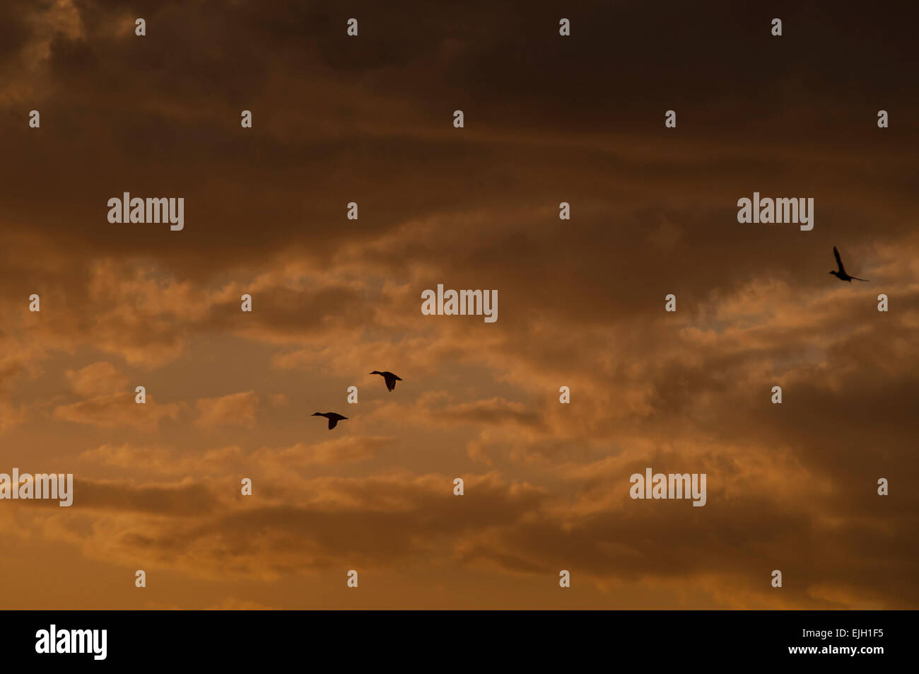 Bewl Water, East Sussex, Großbritannien. März 2015. Wetter in Großbritannien: Enten über Bewl in Kent und Sussex. Orange Glow kurz nach Sonnenuntergang beleuchtet die Wolken von unten Stockfoto