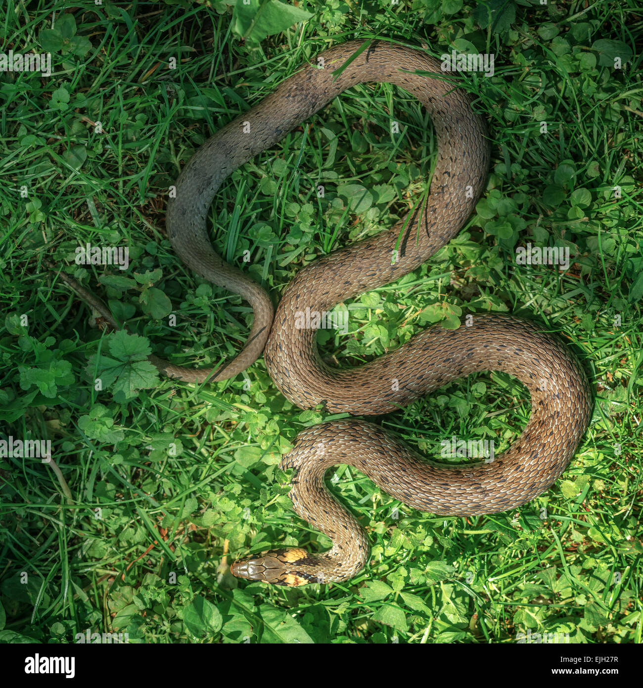 Schlange auf dem grünen Rasen hautnah Stockfoto