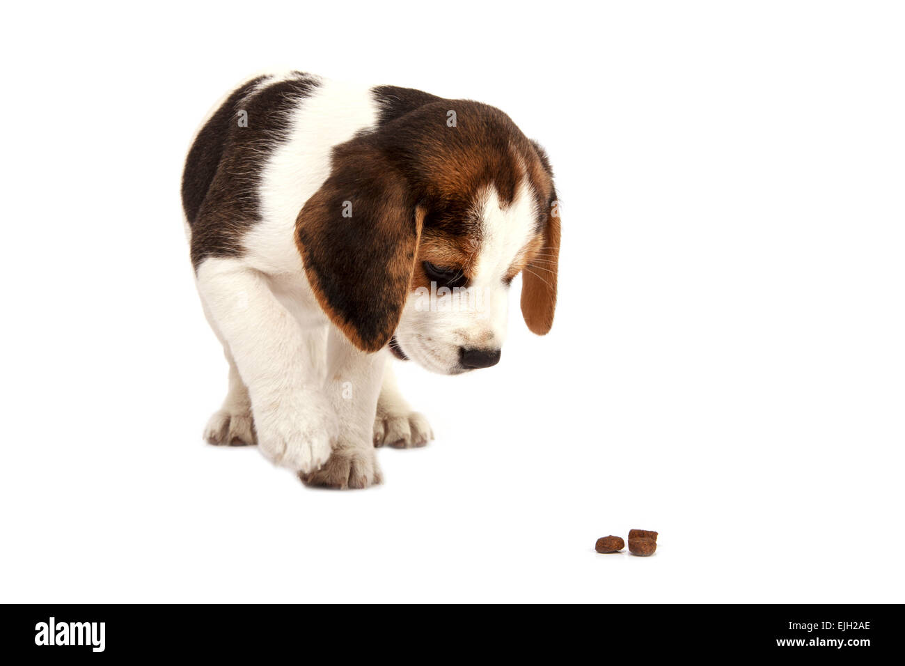 Beagle Welpen Hund, dass Essen auf einem weißen Hintergrund Stockfoto