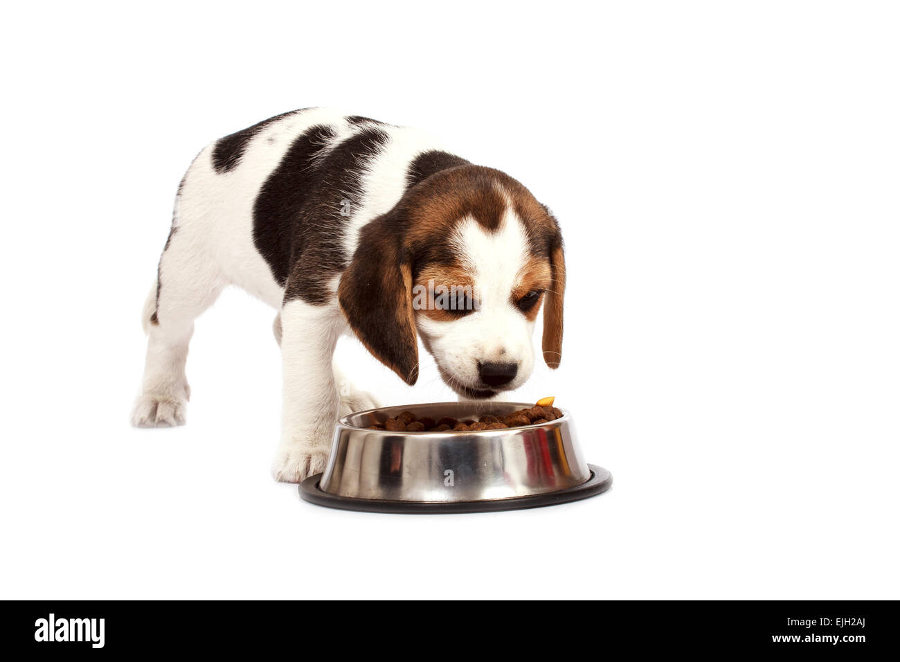 Beagle Welpen Hund, dass Essen auf einem weißen Hintergrund Stockfoto