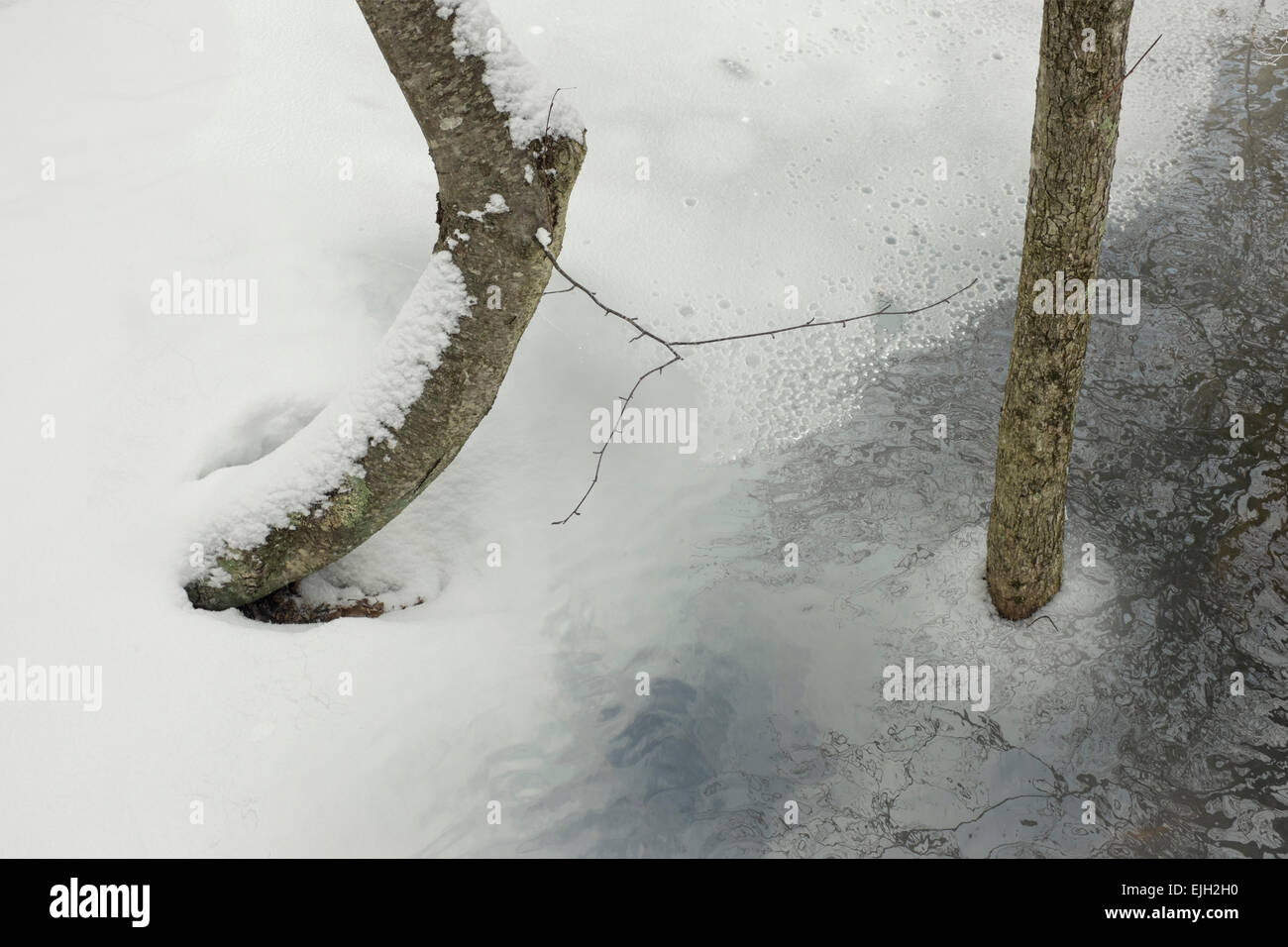 Zwei Bäume im Schnee und Wasser Stockfoto