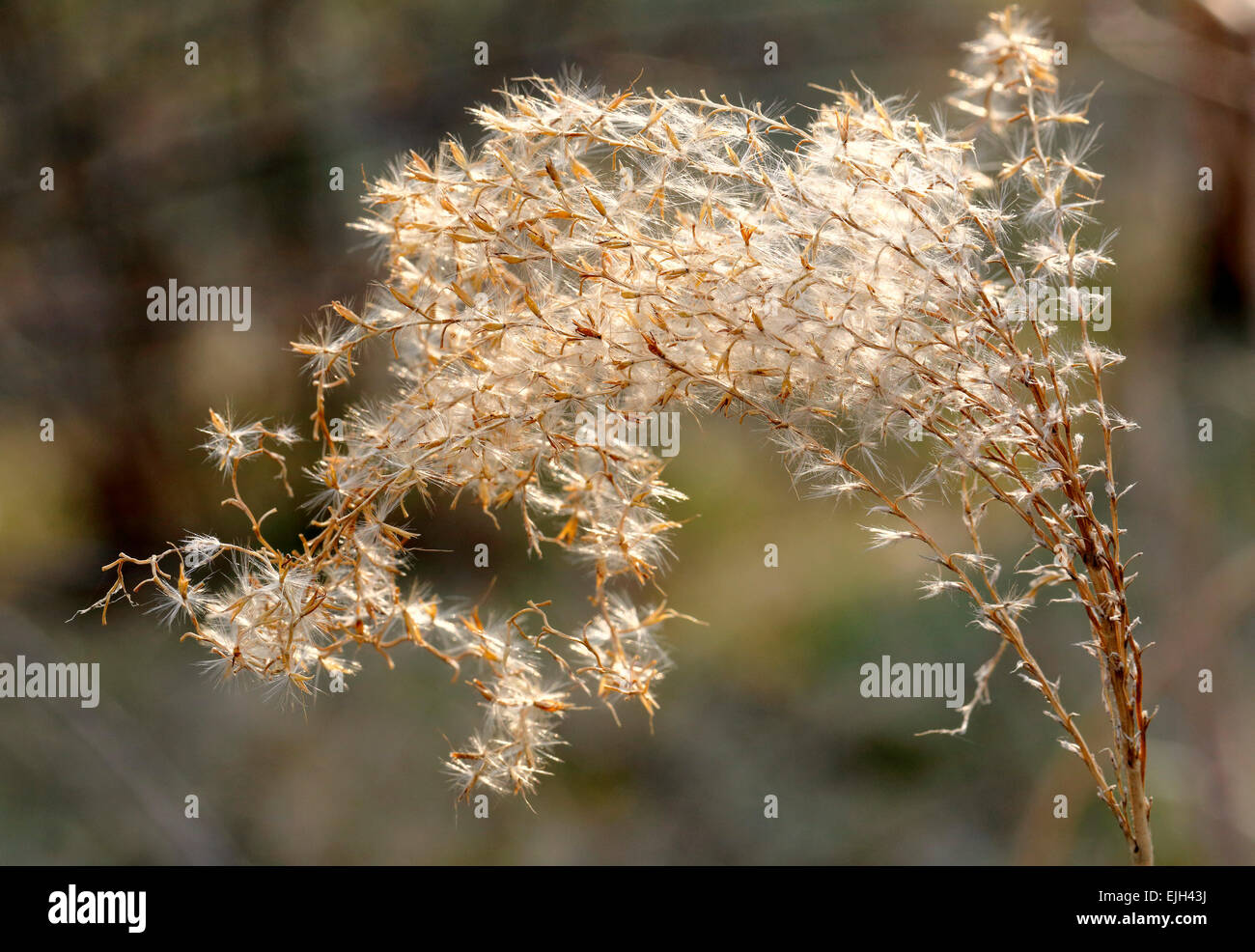 Beginn des Frühlings im Botanischen Garten von Soroksar Stockfoto