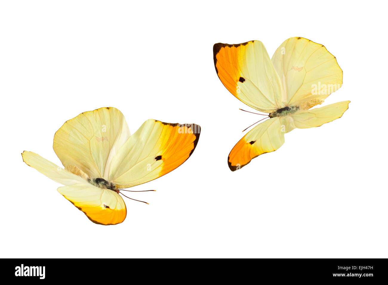 fliegende schmetterlinge in der box