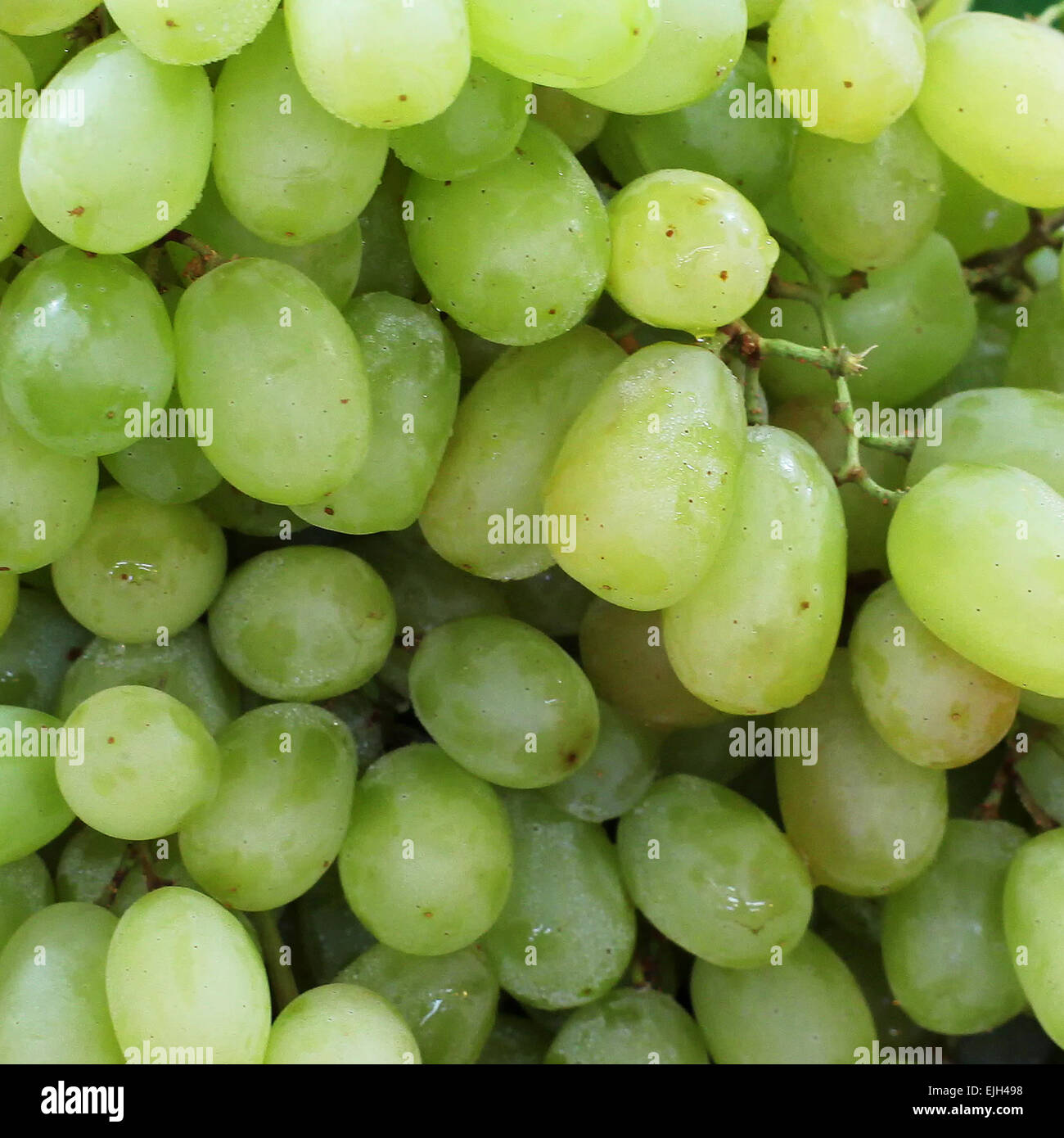 Frische Trauben am Obstmarkt Stockfoto