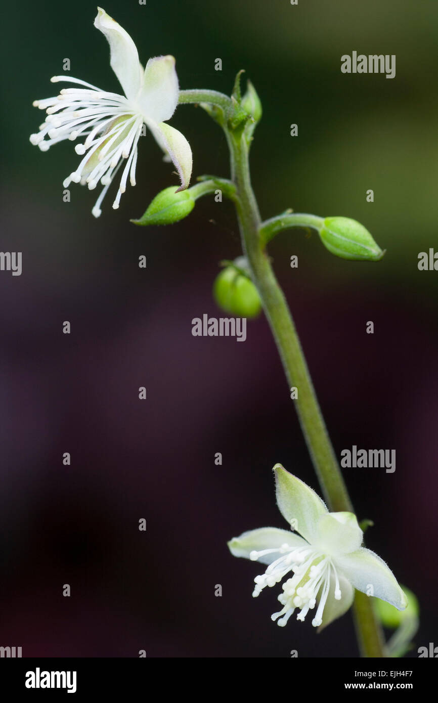 Zarten weißen Blüten des ornamentalen dunkelblättrige Woodlander, Beesia calthifolia Stockfoto