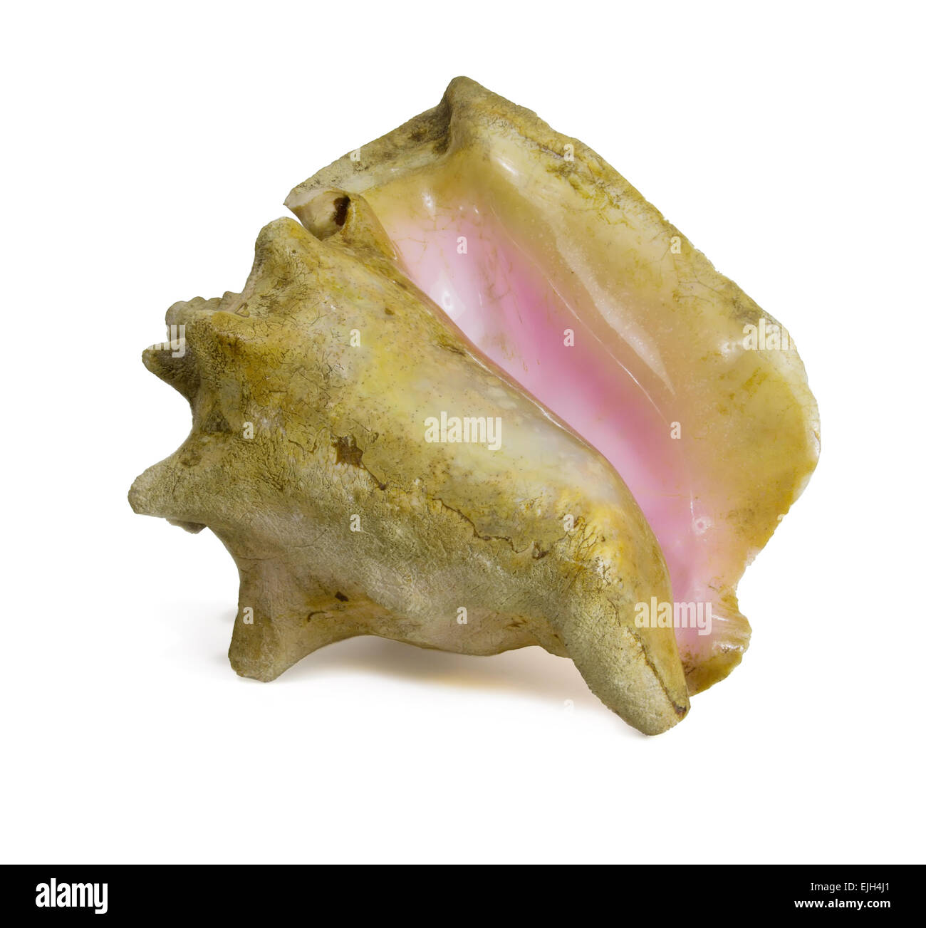 wunderschöne Muschel Seashell auf weißem Hintergrund Stockfoto