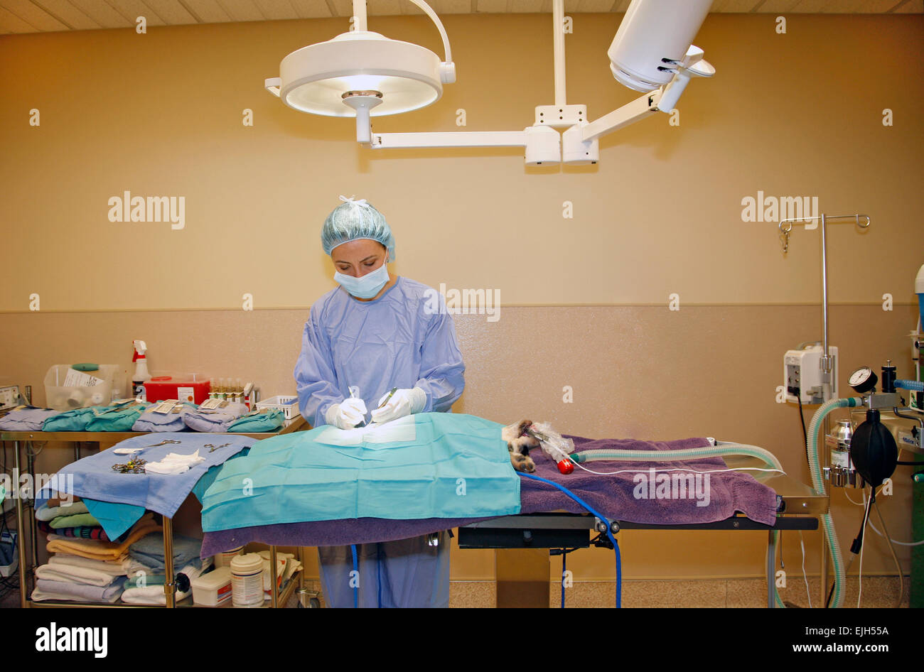 Ein weibliche kleine Tier Tierarzt Kastraten einen jungen Brittany Spaniel Hund in einem OP-Saal in eine Tierklinik. Stockfoto