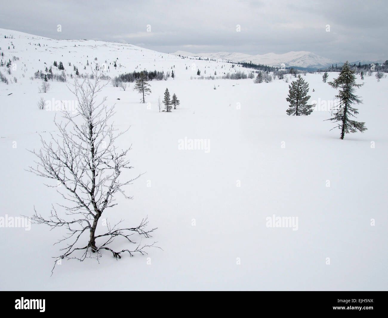 Verschneite Landschaft in der Nähe von Svartfjellet, Venabu, Norwegen Stockfoto