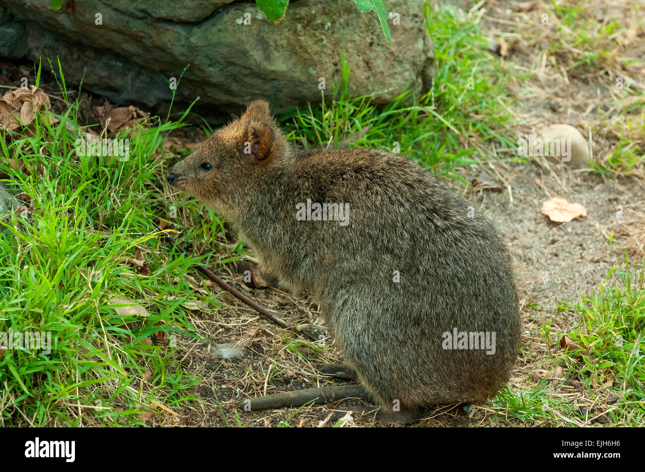 Quokka, Setonix Brachyurus im Zoo von Melbourne Stockfoto