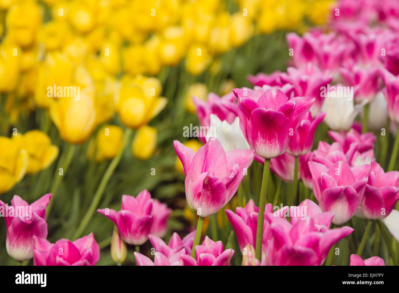 Lebendige Frühling Tulpenfeld in voller Blüte Stockfoto