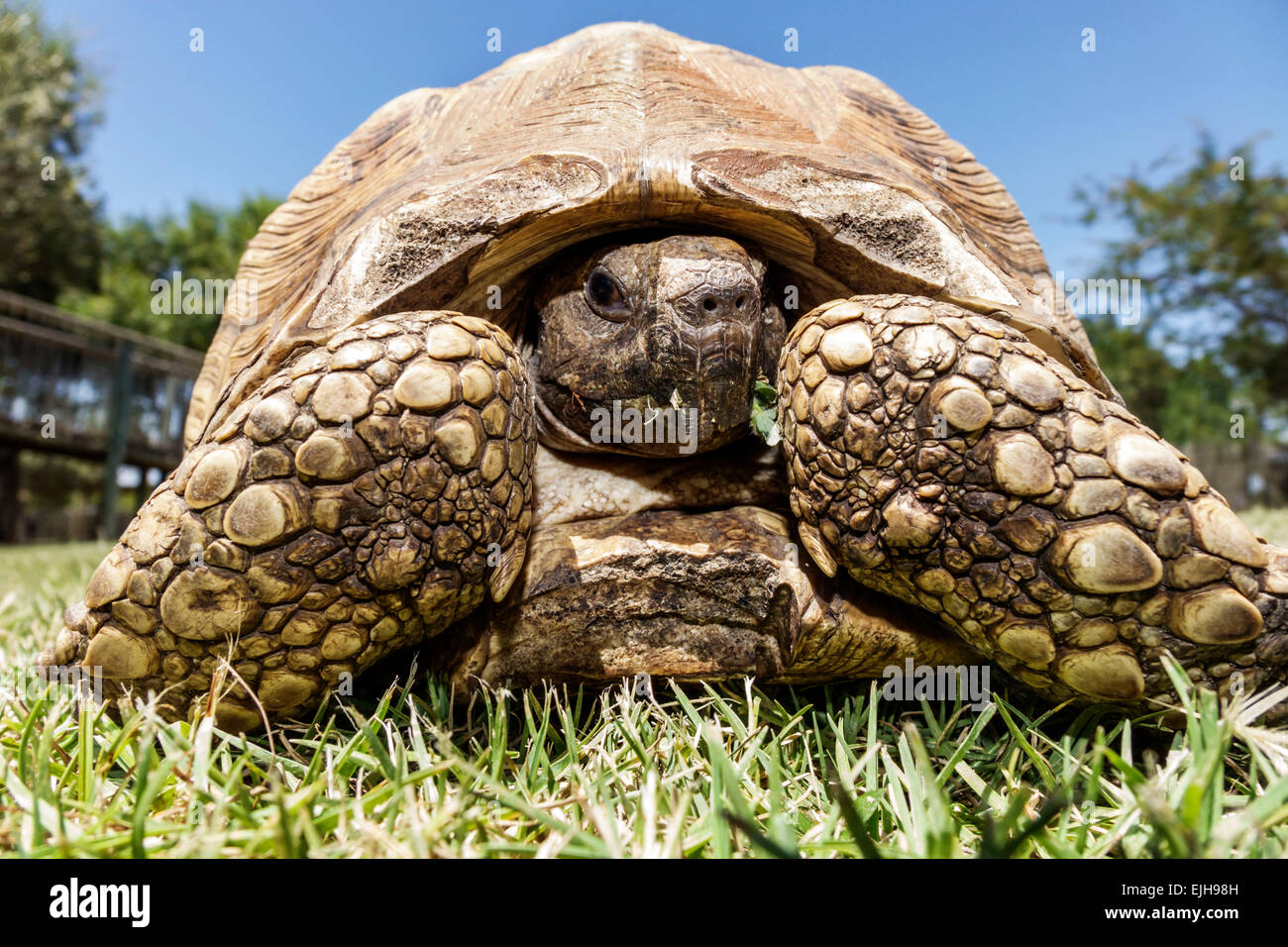 Johannesburg Südafrika, Croc City Crocodile & Reptile Park, Farm, angespornte Schildkröte, Centrochelys sulcata, sulcata, SAfri150305047 Stockfoto