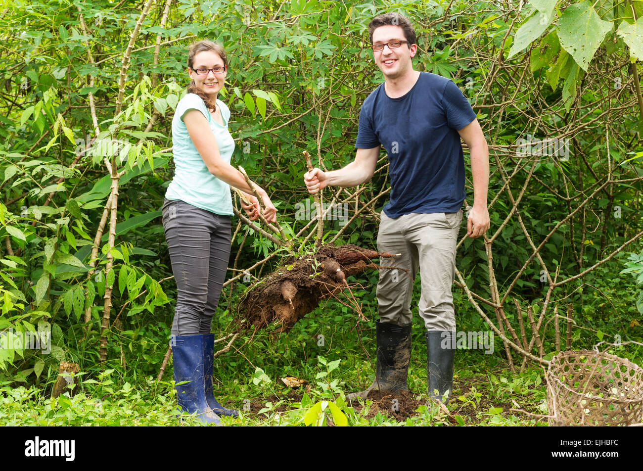 Paar Europa Touristen extrahieren Yucca oder Cassava Pflanze aus dem Boden typische Aktiv in der ecuadorianischen Dschungel Tourismus Stockfoto