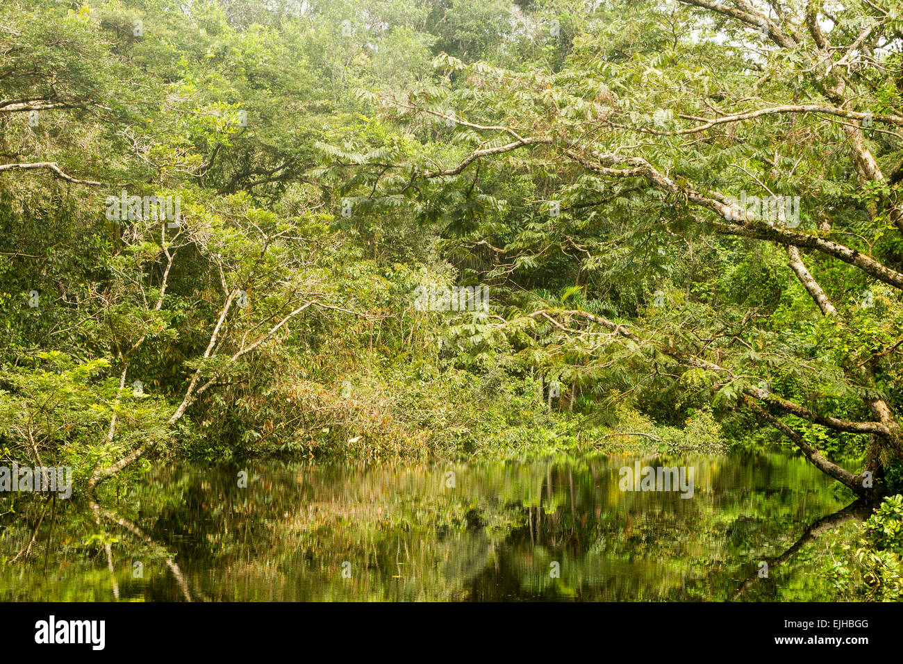 Typische Amazon Vegetation im ecuadorianischen Primäre Dschungel Stockfoto