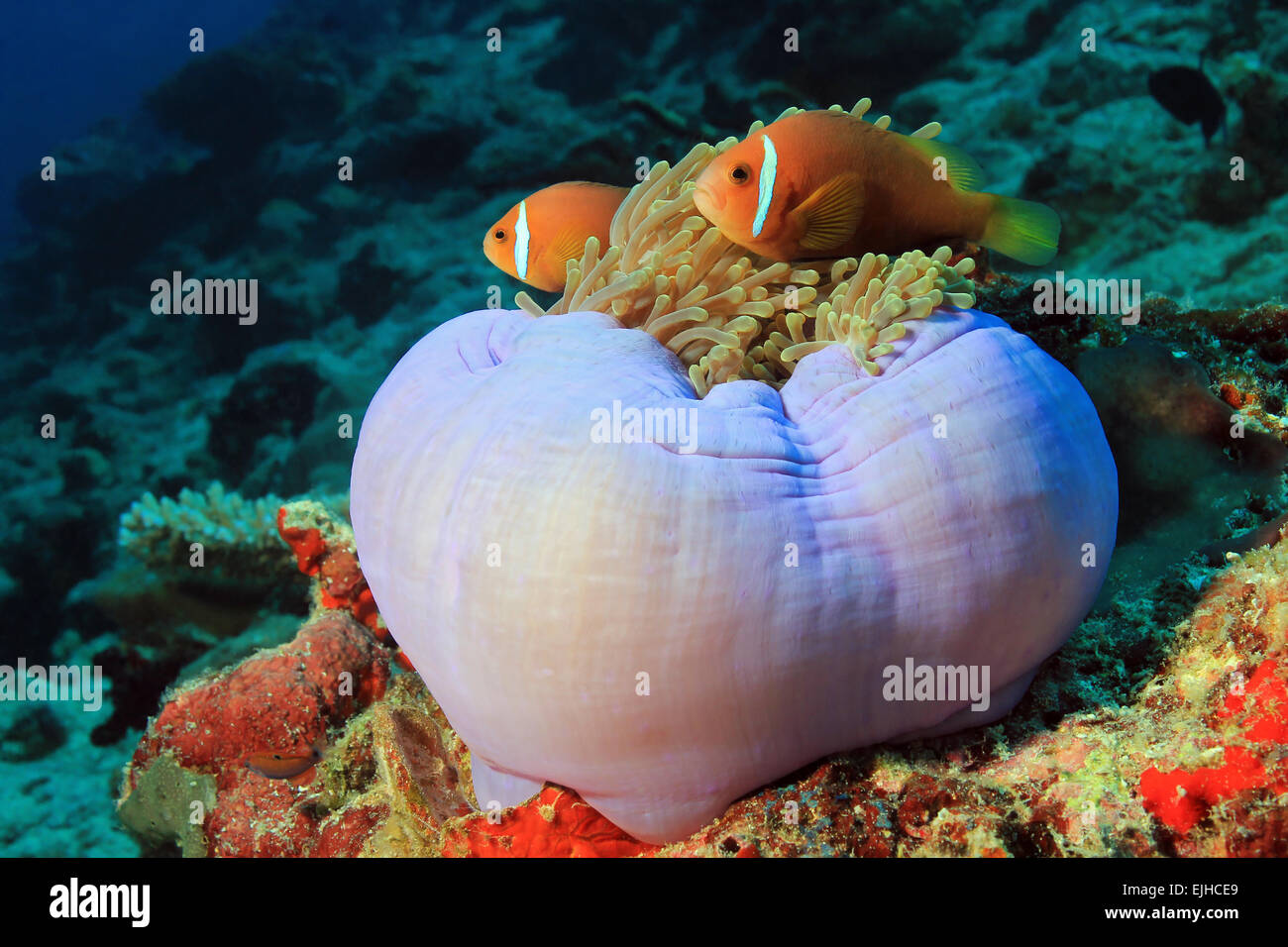 Zwei Malediven Anemonenfische (Amphiprion Nigripes) in einer Anemone, Süd Ari Atoll, Malediven Stockfoto