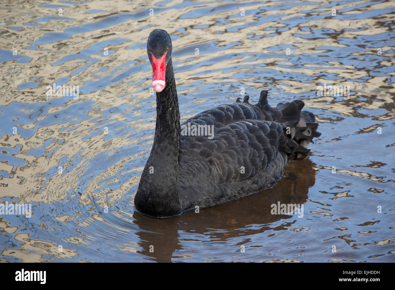 Schwarzer Schwan in Dawlish, Devon, England Stockfoto