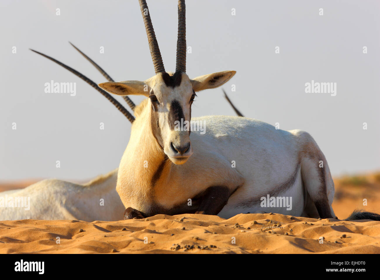 Arabische Oryx-Antilope hautnah. Stockfoto