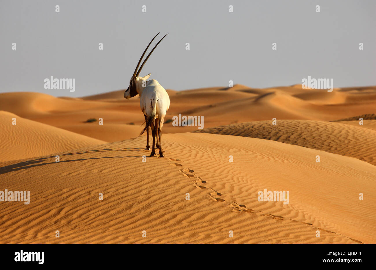 Arabische Oryx-Antilope schließen sich - Antilope leucoryx Stockfoto