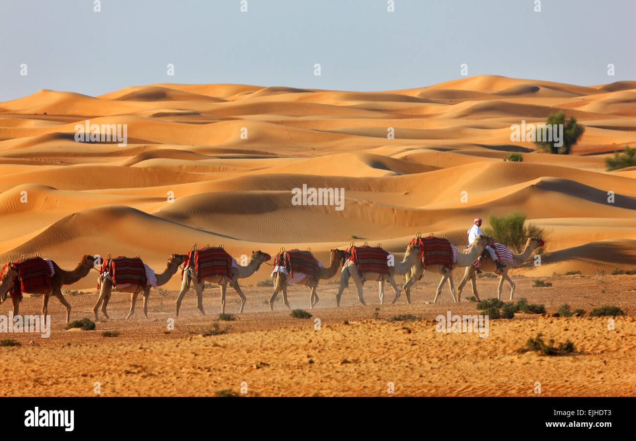 Camel caravan Wandern, Dubai Wüste in der Nähe von Al Maha Resort Stockfoto