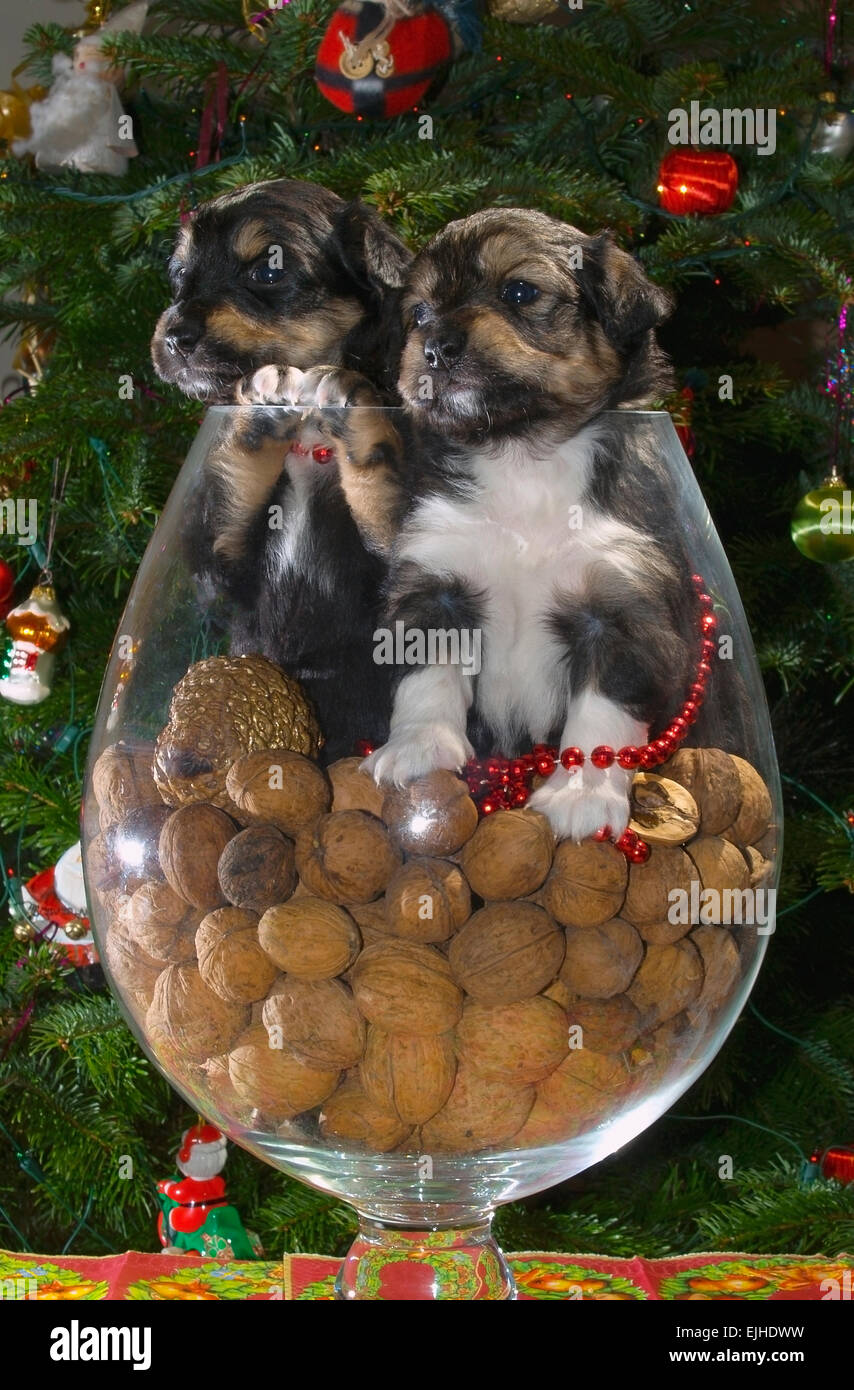 Welpen in eine Vase mit Walnüsse (Juglans Regia). Stockfoto