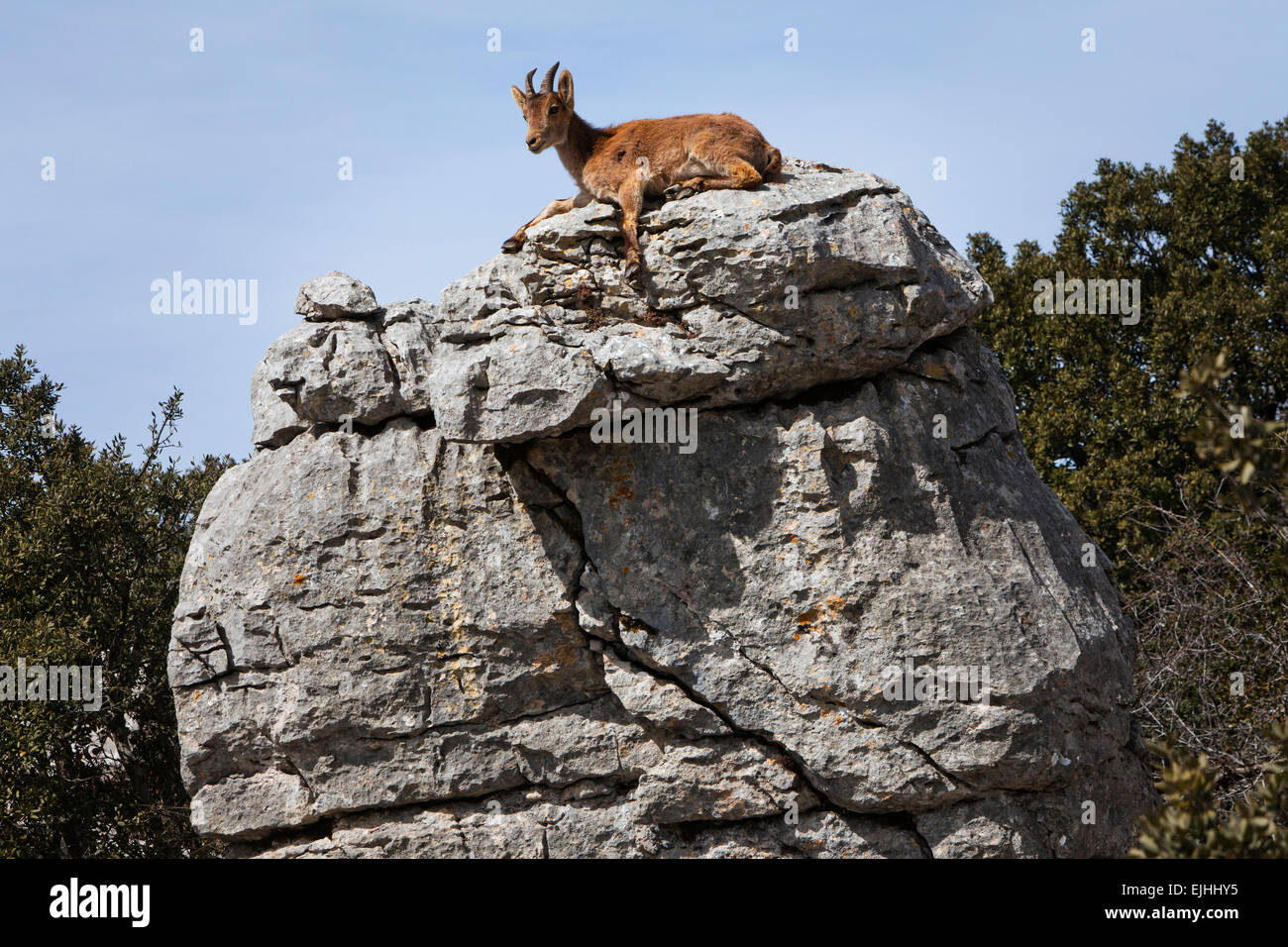 Iberischer Steinbock (Capra Pyrenaica) in die Karstberge, Naturpark El Torcal, Torcal de Antequera, Andalusien, Spanien Stockfoto