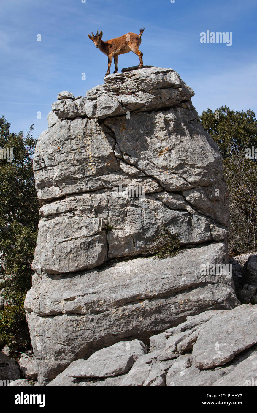 Iberischer Steinbock (Capra Pyrenaica) in die Karstberge, Naturpark El Torcal, Torcal de Antequera, Andalusien, Spanien Stockfoto