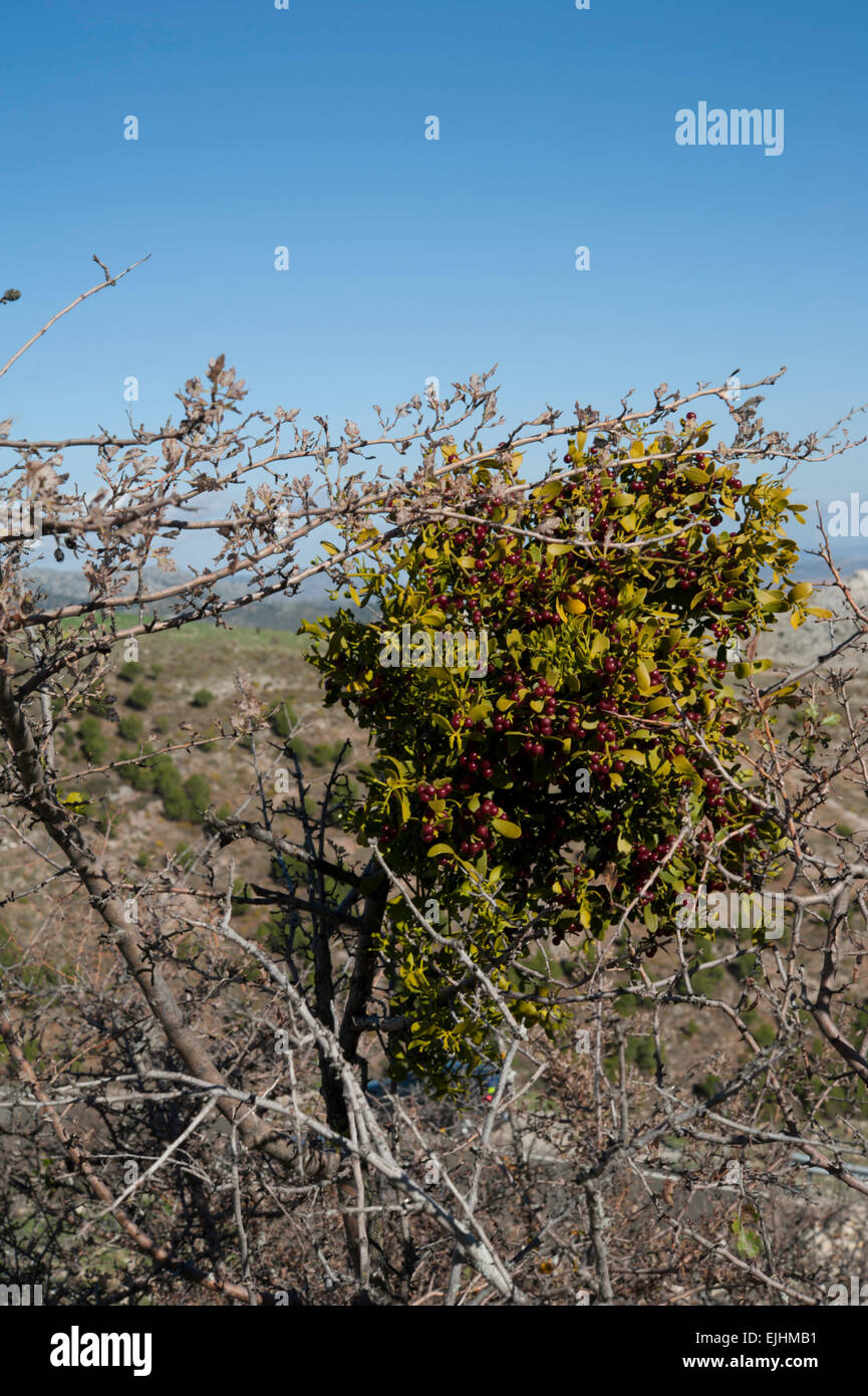 Viscum Cruciatum, rot-Beere Mistel wächst auf Weißdorn in der Serrania de Ronda, Andalusien, Spanien. Stockfoto