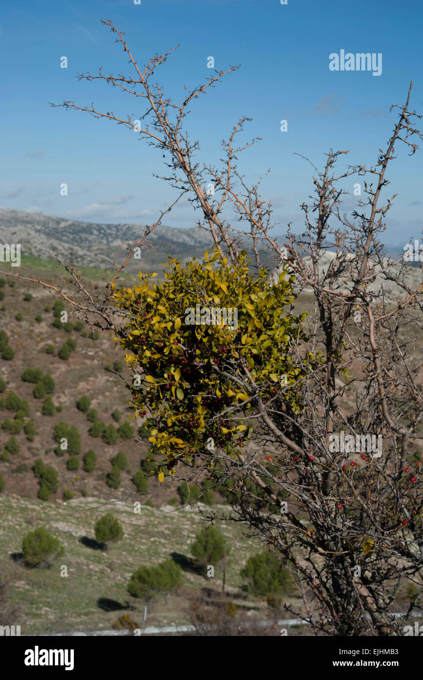 Viscum Cruciatum, rot-Beere Mistel wächst auf Weißdorn in der Serrania de Ronda, Andalusien, Spanien. Stockfoto
