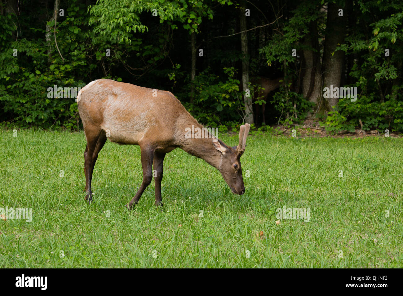 Elch in der Great Smoky Mountains National Park Stockfoto
