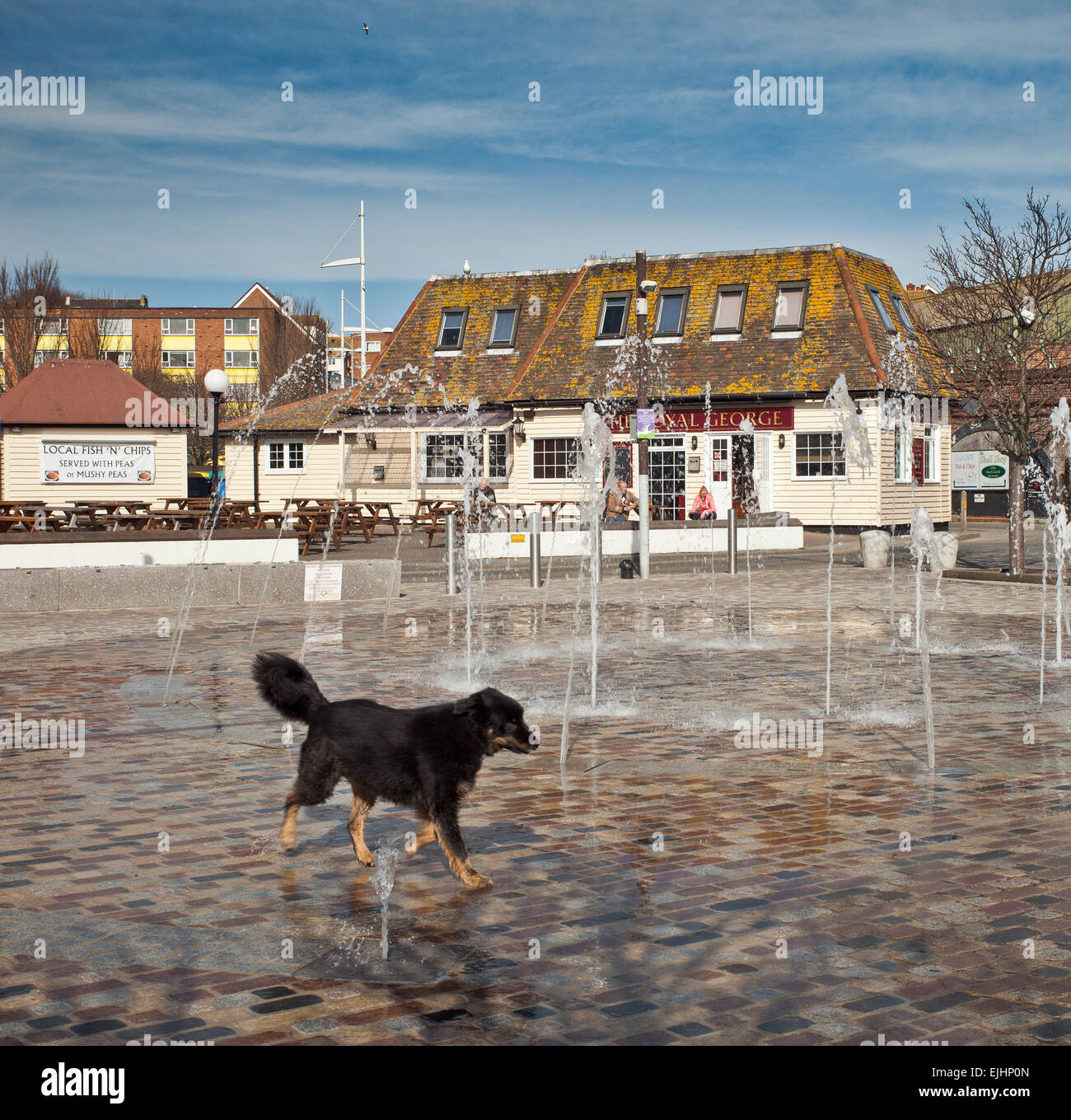 Folkestone Harbour Square Brunnen und streunende Hunde. Stockfoto