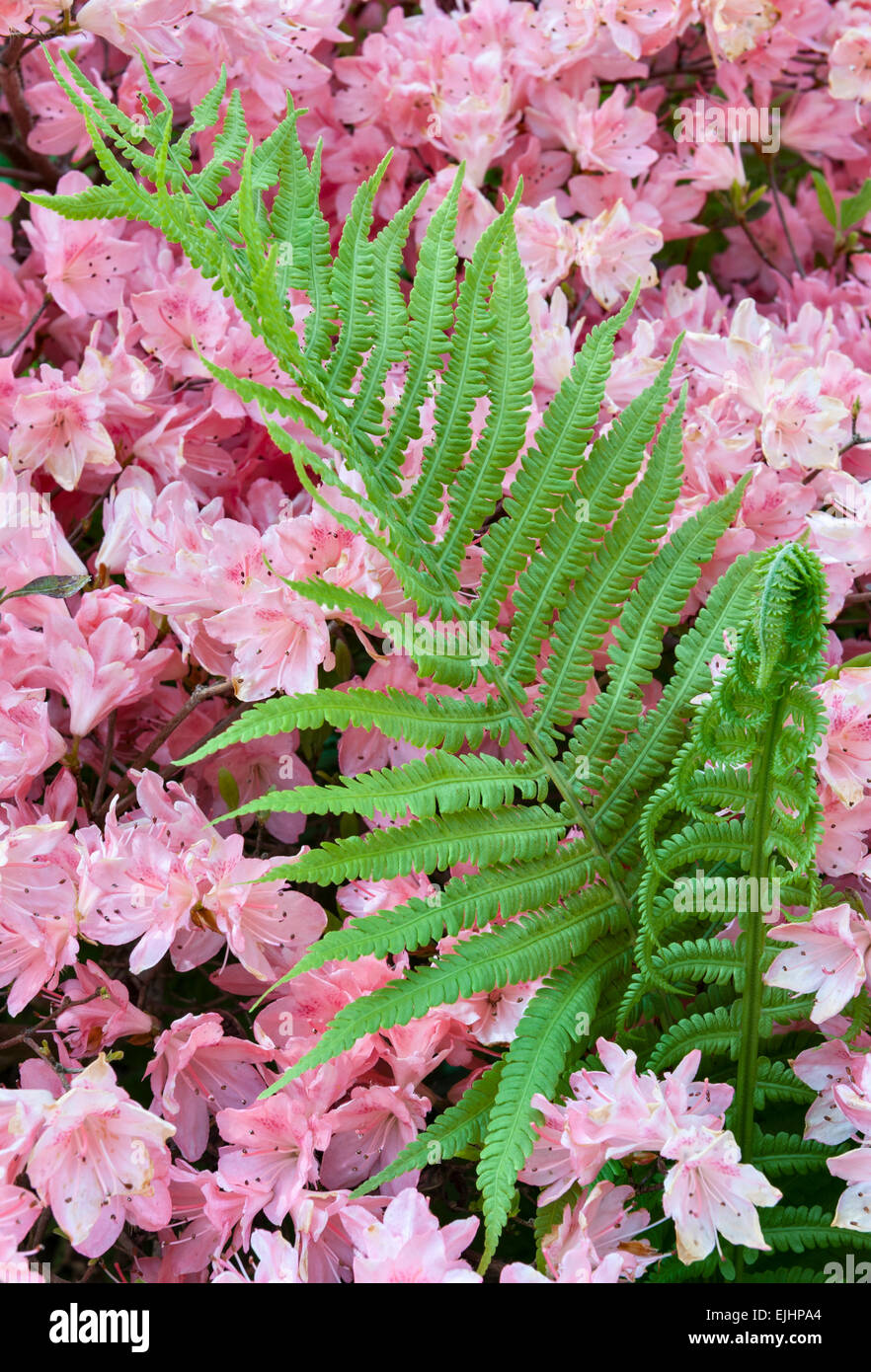 Eine rosafarbene Azalea, die im Frühling unter Farnen (Bracken) im National Botanic Garden of Wales, Llanarthney, Wales, Vereinigtes Königreich, wächst Stockfoto