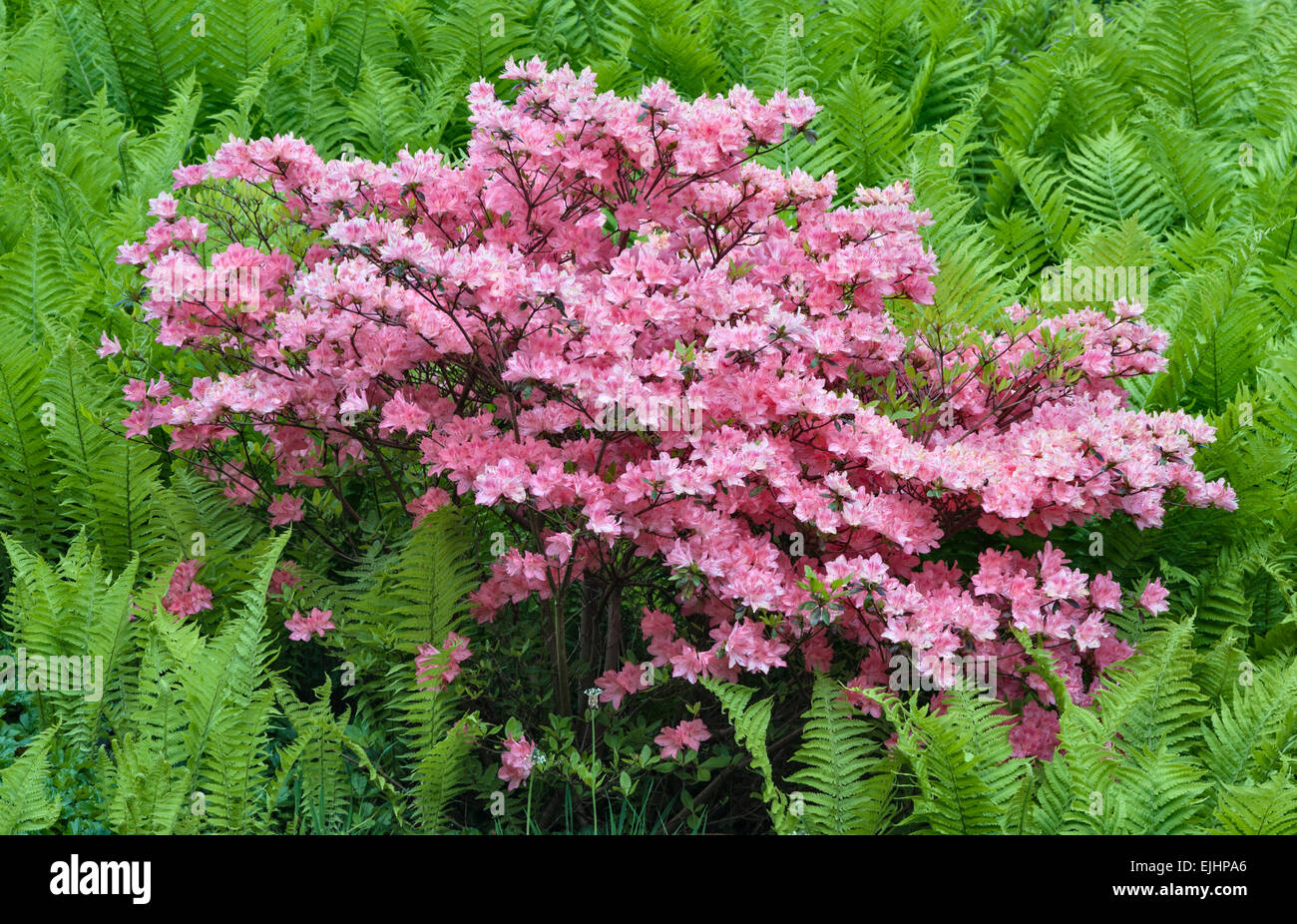Eine rosafarbene Azalea, die im Frühling unter Farnen (Bracken) im National Botanic Garden of Wales, Llanarthney, Wales, Vereinigtes Königreich, wächst Stockfoto