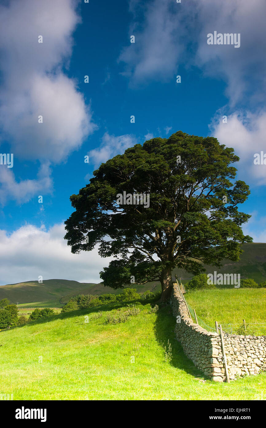 Typische Landschaft in Yorkshire Dales National Park, Sedbergh, Cumbria, England Stockfoto