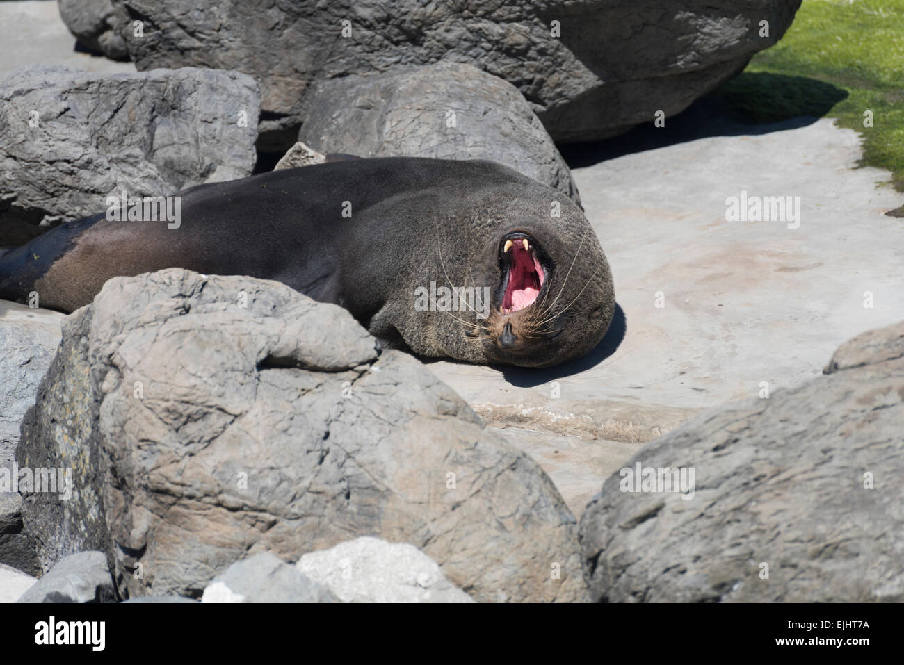 "Eared Dichtung" mit Siesta in der Nähe von Cape Palliser Neuseeland Pelzrobbe Bei der Mittagsruhe in der Nähe von Cape Palliser, Neuseeland Stockfoto