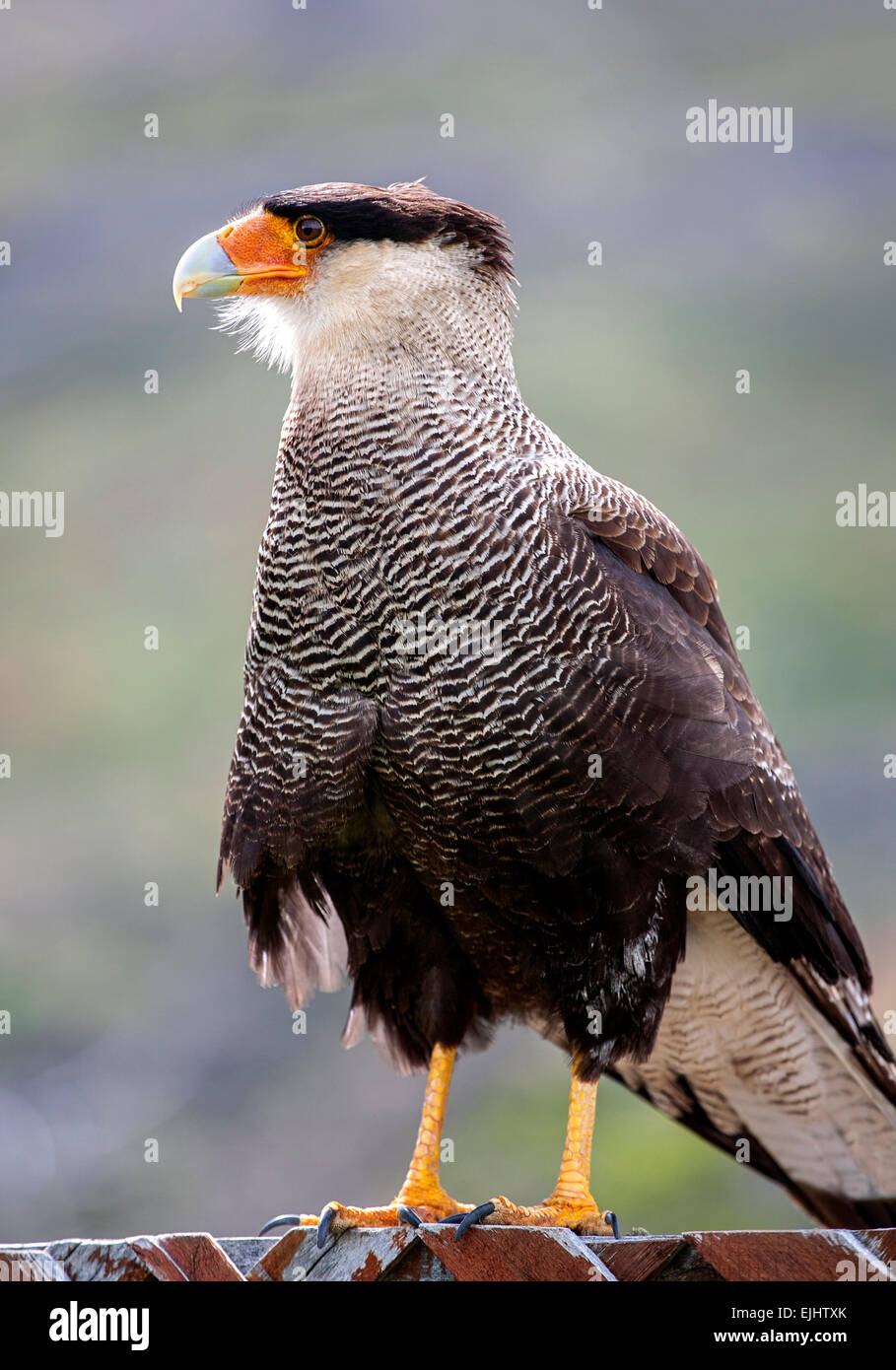 Carancho (Caracara Plancus). Torres del Paine Nationalpark. Patagonien. Chile Stockfoto