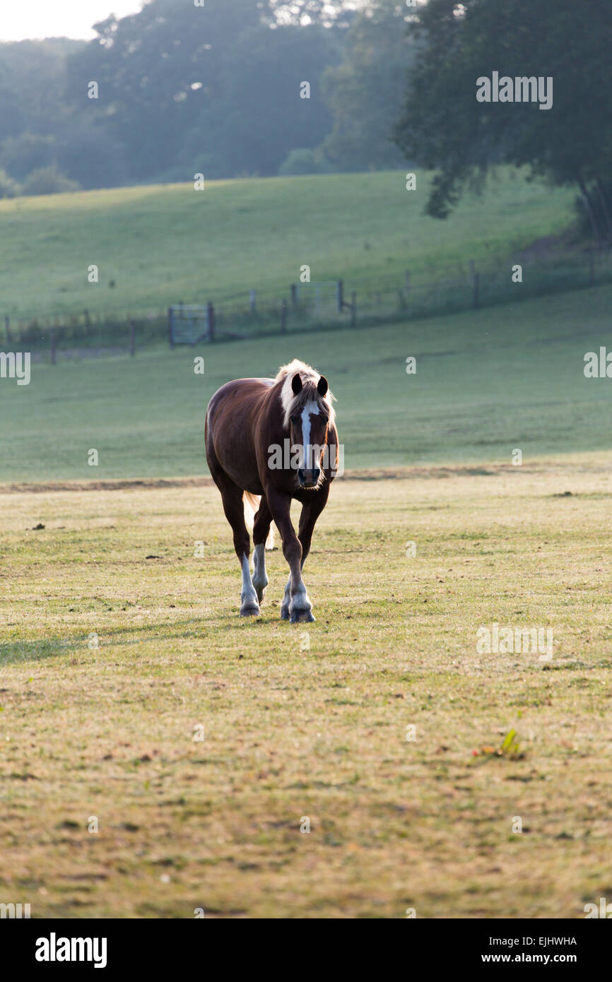 Pferd im Feld im New Forest, England Stockfoto